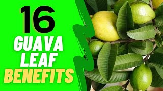 16 INCREDIBLE GUAVA LEAF BENEFITS  HOW TO MAKE GUAVA LEAF TEA [upl. by Kobe65]