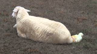 Katahdin sheep birth [upl. by Alver]