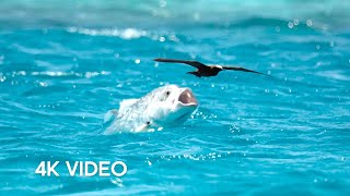 Fish vs Bird  4KUHD  Blue Planet II  BBC Earth [upl. by Grete]