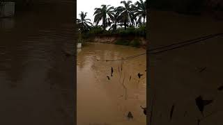 menjaring ikan sungai [upl. by Nasar]