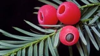 Eating Deadly Yew Berries [upl. by Olenolin]