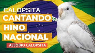 Calopsita Cantando Hino Nacional  ASSOBIO CALOPSITA [upl. by Allebara]