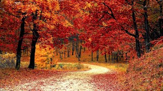 Acoustic Folk Music  Appalachian Trail  Guitar amp Banjo Autumn Music Mix [upl. by Leoy]