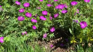 Hardy Geranium Plant Profile [upl. by Ettenahc769]