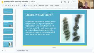 A Deeper Look into Protostomes The Planaria [upl. by Leesen]