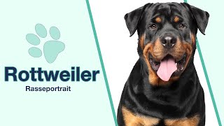 Rottweiler im Rasseportrait  Perfekt als Diensthund [upl. by Hardner]