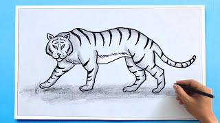 How to Draw a Tiger [upl. by Dumanian33]