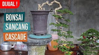 Bonsai Sancang Cascade [upl. by Ettenrahs919]