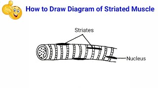 how to draw striated muscle in easy way  how to draw well labelled diagram of striated muscle [upl. by Kaule325]