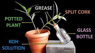 CO2 is essential for photosynthesis experiment [upl. by Eoz722]