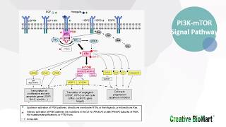 Type I Interferon Signal Pathway [upl. by Erline567]