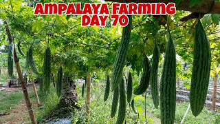 Harvesting Ampalaya  Sobrang Daming Bunga [upl. by Rehsa]