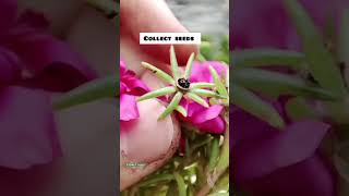 Apne try Kiya kya  mossrose cross pollinationyoutubeshorts trending flowers [upl. by Patric537]