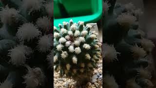 Pediocactus knowltonii начали появляться прыщики суккуленты кактусы [upl. by Gilemette]