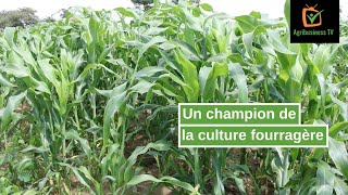 Burkina Faso  Un champion de la culture fourragère [upl. by Adama]