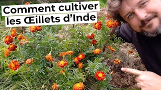 Comment cultiver les ŒILLETS dINDE [upl. by Francisca]