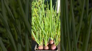 Learn to Grow Onions Like a PRO in No Time with These 3 Easy Steps [upl. by Drehcir]