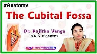 The Cubital Fossa Anatomy Borders and Contents  Upperlimb anatomy [upl. by Naryk175]