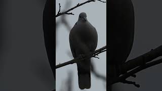 Eurasian Collared Dove Call Collared dove sounds part3 [upl. by Adnaral]