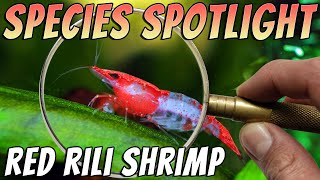 Red Rili Shrimp Neocaridina davidi var Freshwater Shrimp Aquarium Shrimp Profile amp Care Guide [upl. by Gerkman]