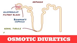 Osmotic Diuretics  Mannitol [upl. by Bully]