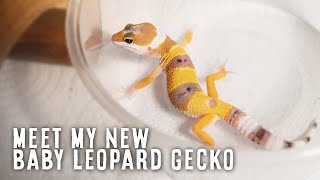 I Bought A Baby Leopard Gecko 🥰  MEET MY NEW GECKO [upl. by Tod]