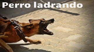 SONIDO DE PERRO GRUÑENDO Y LADRANDO  Efecto de sonido [upl. by Novi]