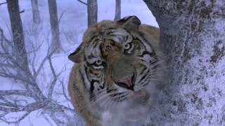 Deers Close Call with a Tiger  BBC Earth [upl. by Lalaj]