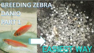 How to Breed ZEBRA DANIO fish  Part 1  FISH BREEDING  ZEBRA DANIO  ZEBRA FISH [upl. by Ettenot]