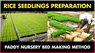 How to prepare RICE SEEDLINGS for Transplantation  Paddy  Rice Nursery Bed Preparation [upl. by Erving425]