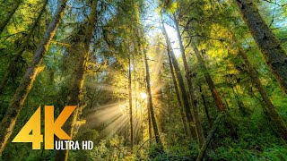 FOREST DREAMS in 4K  12 HOURS Relaxing Virtual Nature Walk with Calming Piano Music [upl. by Anirahc]