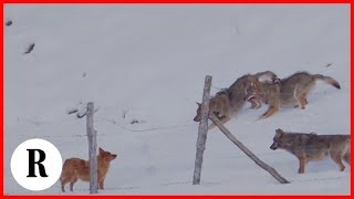 Abruzzo la scaltrezza del cane sfugge allattacco di tre lupi [upl. by Mareld849]