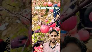 Apple world famous tree  catching apple satisfying apple shorts [upl. by May]