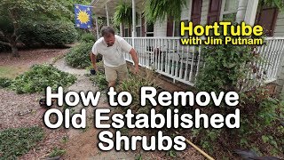 How to Remove Old Established Shrubs Digging Out Well Anchored Plants [upl. by Bartie]