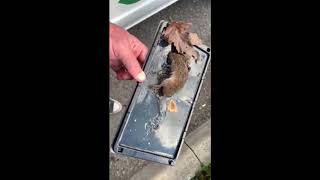 Why You Should Never Use Glue Traps For Mice [upl. by Kellia653]