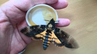 Feeding Deathshead Hawkmoths Acherontia Atropos [upl. by Eitsirc872]