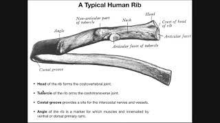 Costal Facets Demifacets and RibVertebral Articulations [upl. by Nhguahs]