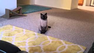 My Siamese Cat Talking to me [upl. by Schumer576]