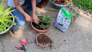 How to Divide Succulent Pups [upl. by Nylsirhc20]