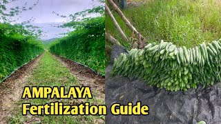 FERTILIZATION GUIDE SA AMPALAYA [upl. by Erdua]