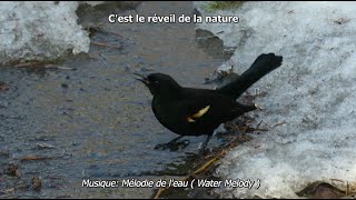 Cest le réveil de la nature  Printemps 2022 [upl. by Carola]