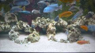 AFRICAN RIFT LAKE CICHLIDS TANK 1209 [upl. by Trimmer]