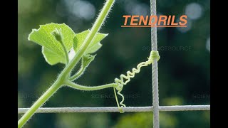 Botany  What is Tendril  प्रतान  Babbar Studypool [upl. by Natfa]