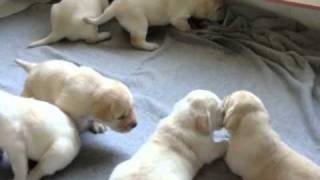 Cachorros Labrador con Pedigree  CACHITOS [upl. by Aremmat149]