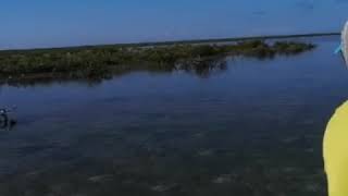 Bonefish in Cayo Cruz  Cuba Avalon fly fishing [upl. by Gregg506]