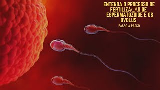 Entenda o Processo de fertilização de espermatozoides com óvulos [upl. by Nevart780]