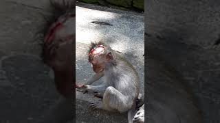 Baby monkey got bitten on his head [upl. by Epoillac]