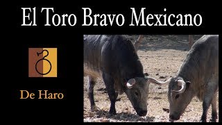 El Toro bravo mexicano De Haro [upl. by Arther]