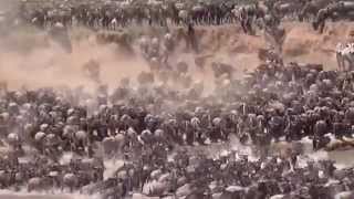 Great Migration Crossing of Mara River in Tanzania [upl. by Sirmons]