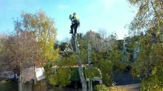 Trimming A Large Silver Birch [upl. by Deer]